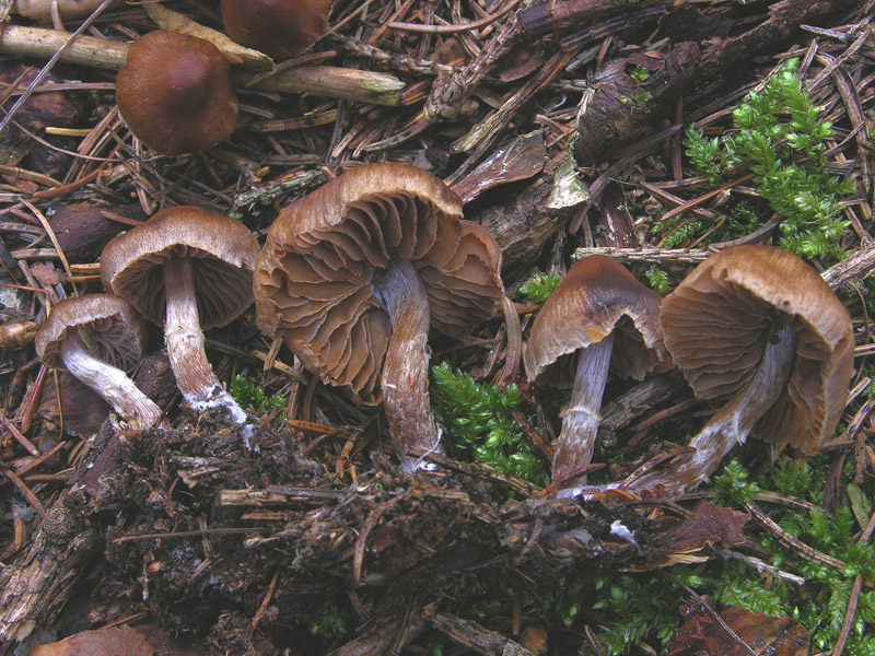 Cortinarius n�2 (cfr. Cortinarius hinnuleus s.l.)